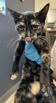 NALANI -  Domestic Short Hair Cat for Adoption in San Antonio, Texas - NALANI | PetCurious
