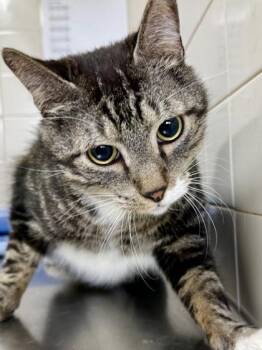Domestic Short Hair Cats Available for Adoption - Stephen Purry | PetCurious