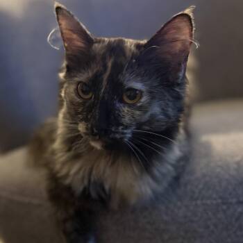 Rescue Domestic Long Hair and Tortoiseshell Cats for Adoption in Lemont, Illinois - Callie | PetCurious
