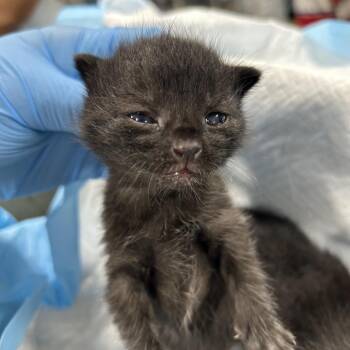 Domestic Short Hair Cats Available for Adoption in Newark, New Jersey - Cosette | PetCurious