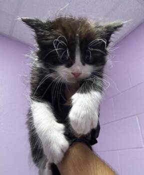 Kitten 4 -  Domestic Medium Hair Cat for Adoption in El Paso, Texas - Kitten 4 | PetCurious