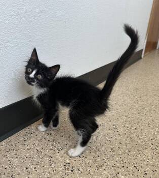 Frito Lay -  Domestic Medium Hair Cat for Adoption in Newberg, Oregon - Frito Lay | PetCurious