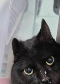 Domestic Short Hair Cats Available for Adoption - Count Dracula | PetCurious