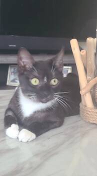 Rescue Domestic Short Hair Cats for Adoption - Star Aka Estrella | PetCurious