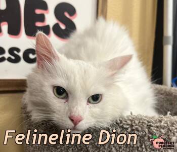 Felineline Dion -  Turkish Angora and Domestic Long Hair Cat for Adoption in Douglasville, Georgia - Felineline Dion | PetCurious
