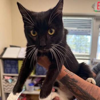 Lorraine -  Domestic Short Hair Cat for Adoption in Salt Lake City, Utah - Lorraine | PetCurious