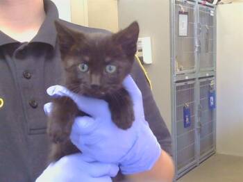 STACK -  Domestic Short Hair Cat for Adoption in Sacramento, California - STACK | PetCurious