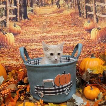 Rescue American Shorthair Cats for Adoption in Tipton, Indiana - Zucchini | PetCurious