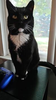 Henry - loves to cuddles and be your sleeping buddy -  Tuxedo Cat for Adoption in Macomb, Michigan - Henry - Loves To Cuddles And Be Your Sleeping Buddy | PetCurious