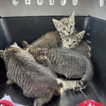 Domestic Short Hair Cats Available for Adoption - Lippy | PetCurious