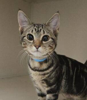 Seahorse - I am at Petsmart Northborough -  Domestic Short Hair Cat for Adoption in East Brookfield, Massachusetts - Seahorse - I Am At Petsmart Northborough | PetCurious