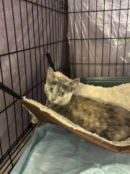 Milky Way- MD -  Domestic Short Hair Cat for Adoption in Fort Walton Beach, Florida - Milky Way- MD | PetCurious