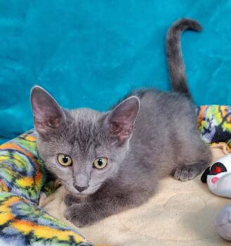 Zelda -  Domestic Short Hair Cat for Adoption in Greenville, Illinois - Zelda | PetCurious