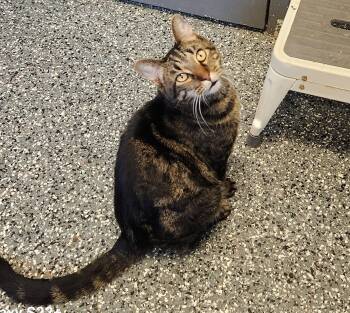 Rescue Tabby Cats for Adoption in Siloam Springs, Arkansas - Otis | PetCurious