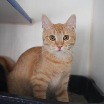 Scooby -  Domestic Short Hair Cat for Adoption in Coachella, California - Scooby | PetCurious