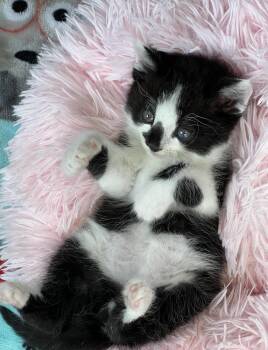 Domestic Medium Hair Cats Available for Adoption in Bolivar, Missouri - Megladon | PetCurious
