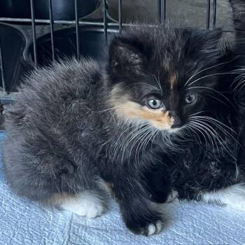 SAHARA -  Domestic Medium Hair Cat for Adoption in Richmond, California - SAHARA | PetCurious