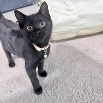 Hula -  Domestic Short Hair Cat for Adoption in Richmond, Virginia - Hula | PetCurious