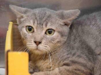 Domestic Short Hair Cats Available for Adoption - SFRIVOS | PetCurious