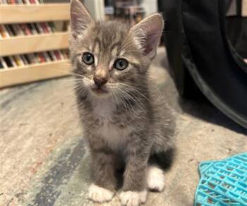 Domestic Short Hair Cats Available for Adoption in Tustin, California - PORK | PetCurious