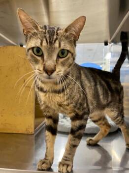 Thunder -  Domestic Short Hair Cat for Adoption in Corpus Christi, Texas - Thunder | PetCurious