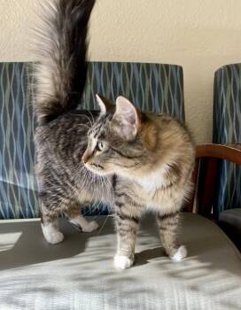 Domestic Medium Hair and Tabby Cats Available for Adoption in Fargo, North Dakota - Coleslaw | PetCurious
