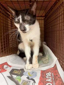 Meowly Cyrus -  Domestic Short Hair Cat for Adoption in Austin, Texas - Meowly Cyrus | PetCurious