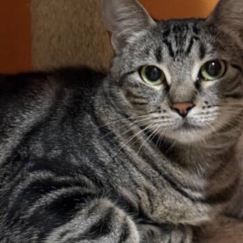 Shalissa -  Domestic Short Hair Cat for Adoption in Springfield, Oregon - Shalissa | PetCurious