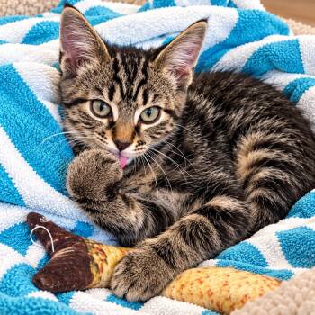 Dragonroot -  Domestic Short Hair Cat for Adoption in Hopkinton, Massachusetts - Dragonroot | PetCurious