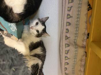 Rescue Domestic Short Hair Cats for Adoption in Reisterstown, Maryland - Squash | PetCurious