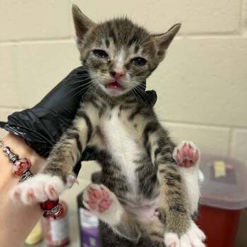 Appaloosa -  Domestic Short Hair Cat for Adoption in Reno, Nevada - Appaloosa | PetCurious