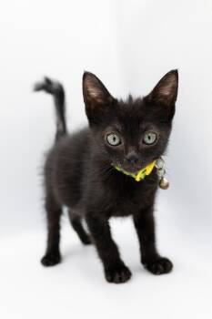 Domestic Short Hair Cats Available for Adoption - Count Basie | PetCurious