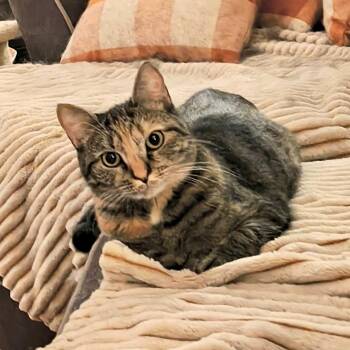 Torbie Cats Available for Adoption - Katie Rose | PetCurious