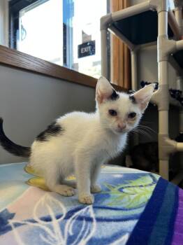 Domestic Short Hair Cats Available for Adoption in Bemidji, Minnesota - Gravy | PetCurious