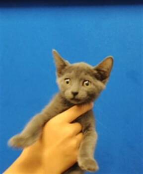 HARPER -  Domestic Short Hair Cat for Adoption in Albuquerque, New Mexico - HARPER | PetCurious