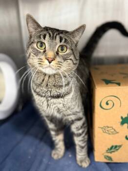 Rescue Domestic Short Hair Cats for Adoption in West Chester, Pennsylvania - Tom | PetCurious