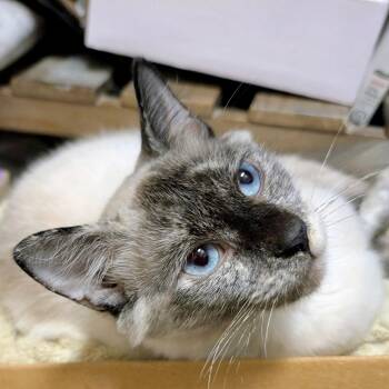 Tanuki -  Siamese and Domestic Short Hair Cat for Adoption in Richmond, Virginia - Tanuki | PetCurious