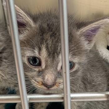 Tornado Siren -  Domestic Short Hair Cat for Adoption in Toledo, Ohio - Tornado Siren | PetCurious