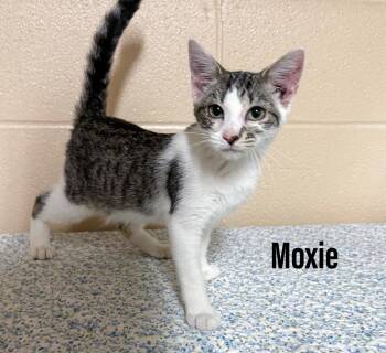 Moxie -  Domestic Short Hair Cat for Adoption in Clearfield, Kentucky - Moxie | PetCurious