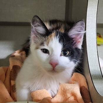 Hildie -  Domestic Short Hair Cat for Adoption in Lakewood, Colorado - Hildie | PetCurious