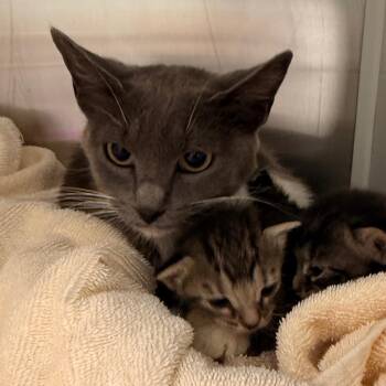 Rose -  Domestic Short Hair Cat for Adoption in Chattanooga, Tennessee - Rose | PetCurious