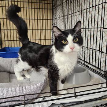 Panda -  Domestic Medium Hair and Tuxedo Cat for Adoption in Searcy, Arkansas - Panda | PetCurious