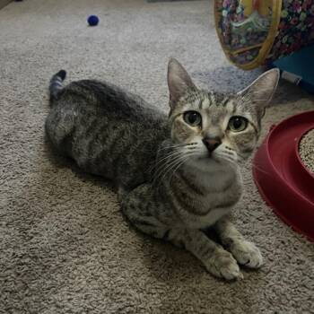 Mama Crunch -  Domestic Short Hair Cat for Adoption in Valdosta, Georgia - Mama Crunch | PetCurious