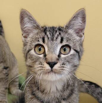 Chai -  Domestic Short Hair Cat for Adoption in Eugene, Oregon - Chai | PetCurious