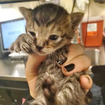 Ricochet -  Domestic Short Hair Cat Available for Adoption in Asheville, North Carolina - Ricochet | PetCurious