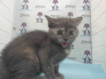SUSHI -  Domestic Short Hair Cat for Adoption in Orlando, Florida - SUSHI | PetCurious