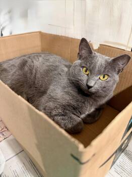 Rescue Domestic Short Hair Cats for Adoption in Manhasset, New York - Olive | PetCurious