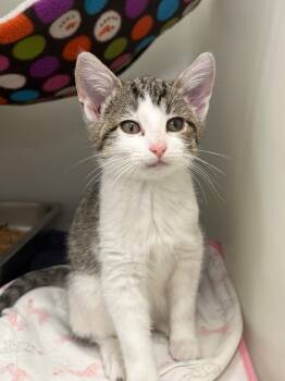 Rescue Domestic Short Hair Cats for Adoption in Menomonie, Wisconsin - Chyna | PetCurious