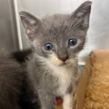 Springfield -  Domestic Short Hair Cat for Adoption in Lake Jackson, Texas - Springfield | PetCurious