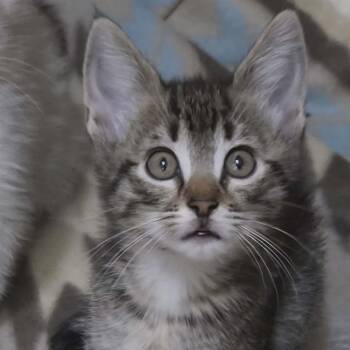 Domestic Short Hair Cats Available for Adoption in Bentonville, Arkansas - Hannah | PetCurious